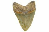 Serrated, Fossil Megalodon Tooth - North Carolina #343416-1